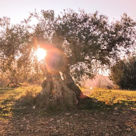 Biznaga Konuk evi Casabermeja Dış mekan fotoğraf