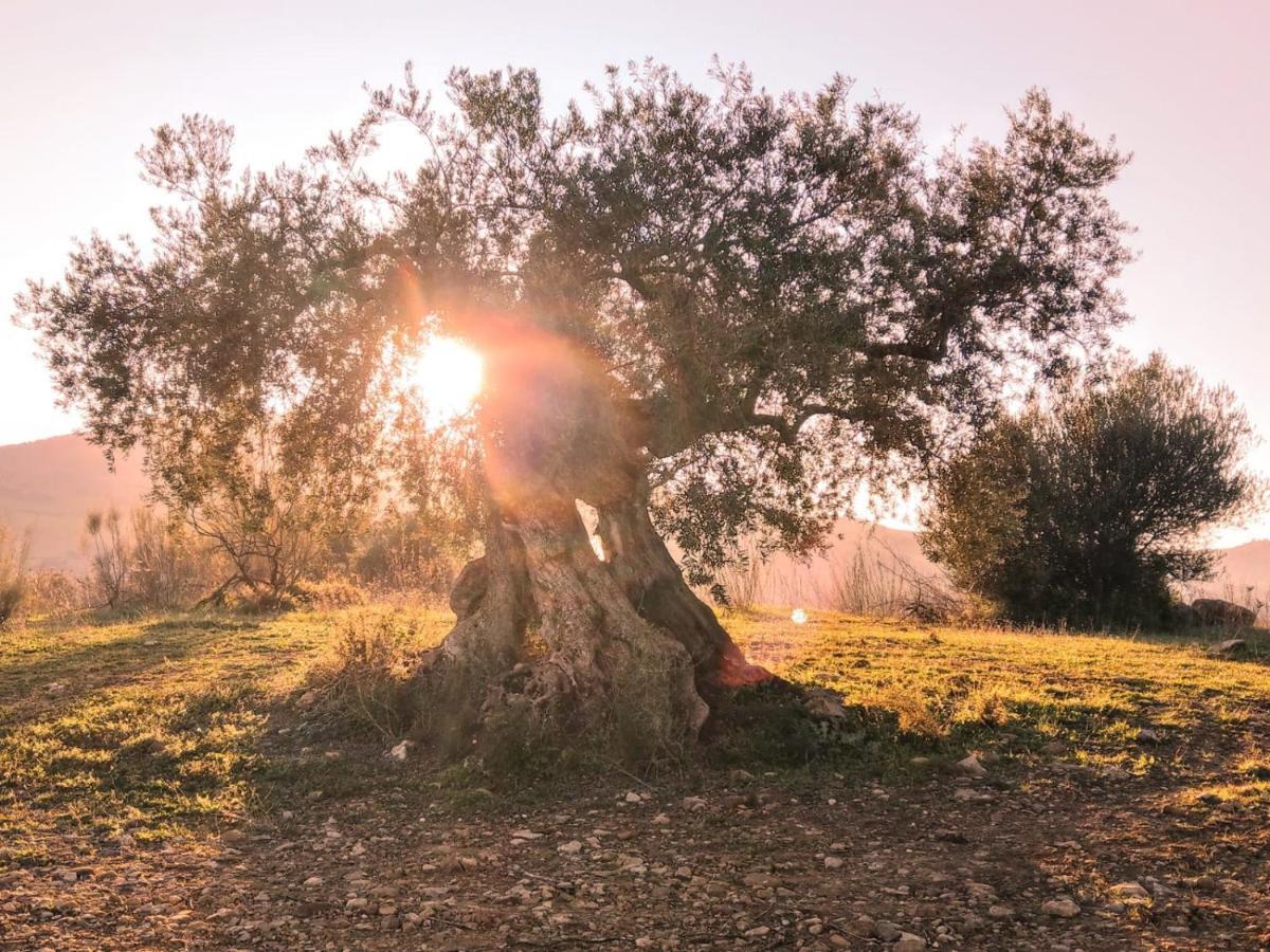 Biznaga Konuk evi Casabermeja Dış mekan fotoğraf